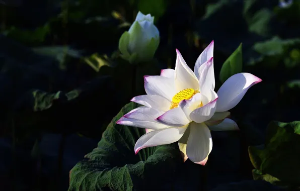 Picture white, leaves, flowers, the dark background, Lotus