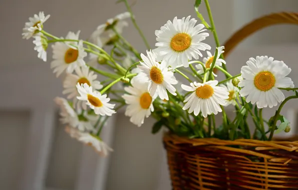 Light, flowers, chamomile, bouquet, white, basket, leucanthemum