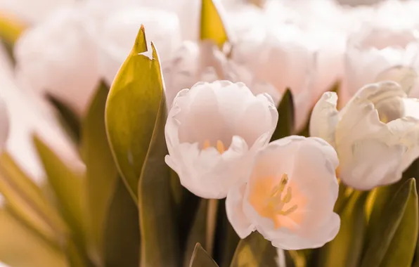 Leaves, light, flowers, bouquet, blur, spring, tulips, white