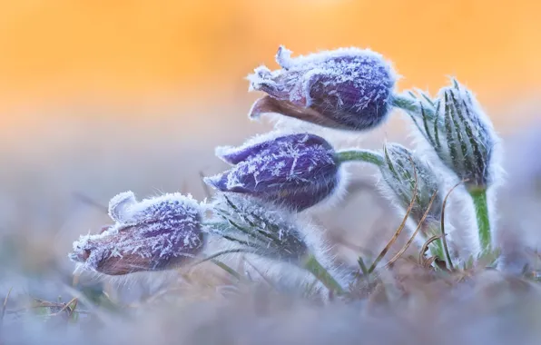 Ice, winter, flowers, snowflakes, buds, frost, frozen