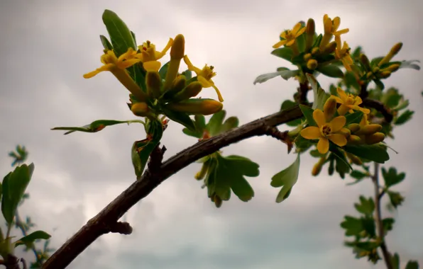The evening, blooms, currants, April