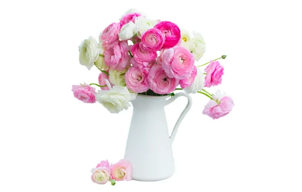 Picture white, pink, pink flowers, flowers, beautiful, buttercups, ranunculus