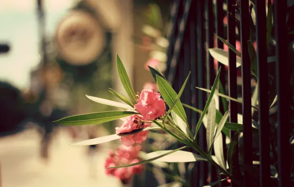 Picture leaves, flowers, the fence, petals
