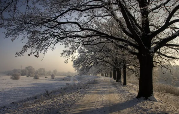 Winter, Road, Trees