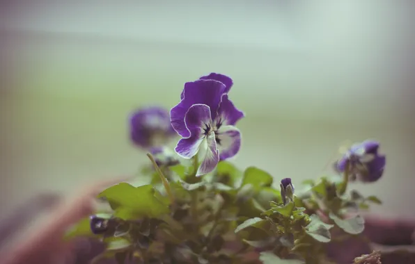 Picture flower, petals, Pansy