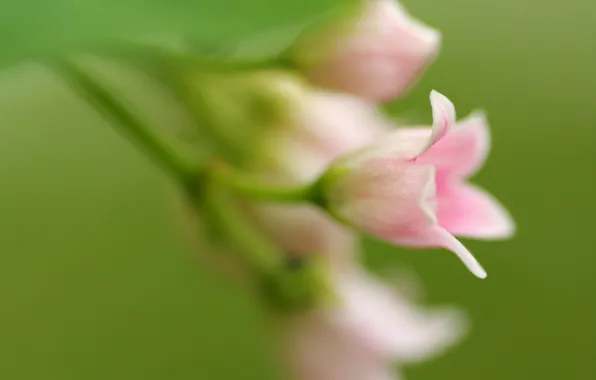 Picture flowers, green, background, pink