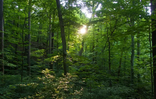 Forest, leaves, rays, light, trees