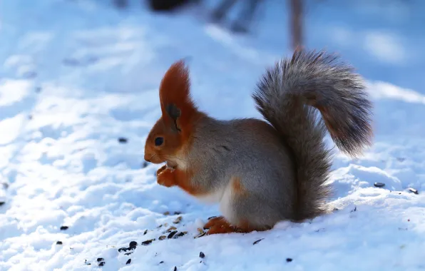 Picture winter, forest, snow, protein