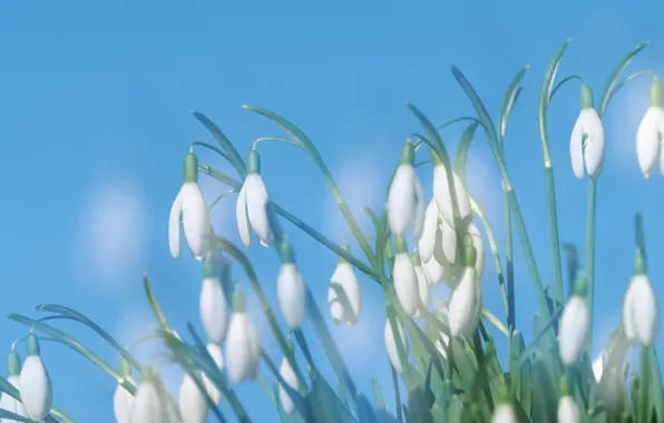 Picture white, macro, flowers, blue, lilies of the valley