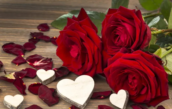 Love, flowers, roses, petals, valentine's day