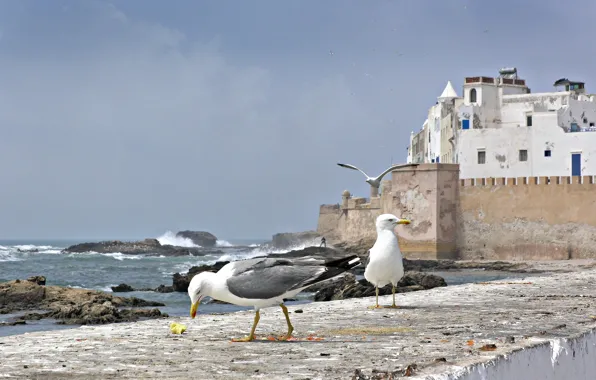 Picture sea, wall, bird, seagulls, home, Morocco, Essaouira