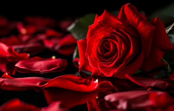 Flowers, rose, petals, black background, red, AI art