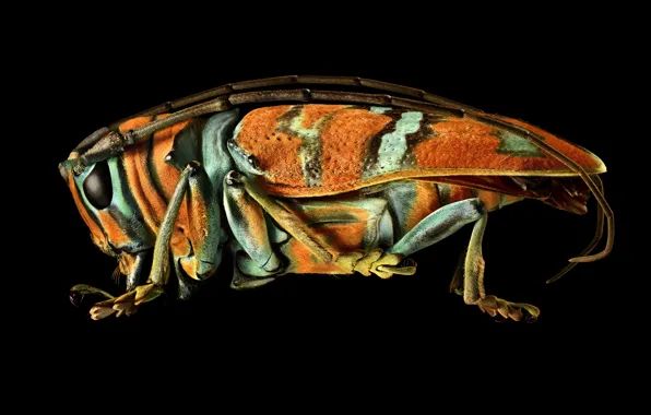 Colors, insect, shell