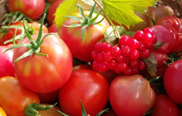 Autumn, berries, harvest, vegetables, tomatoes, September, the garden, many