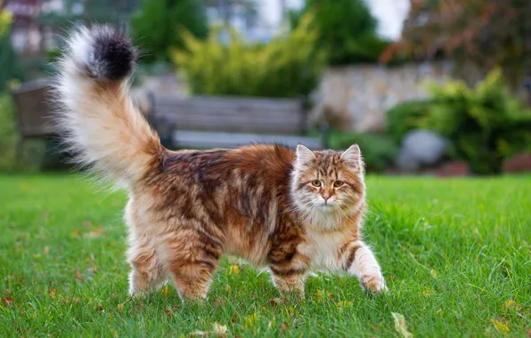 Cat, grass, cat, nature, lawn, red, walk, striped