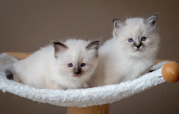 Look, cats, pose, kittens, white, a couple, Duo, two