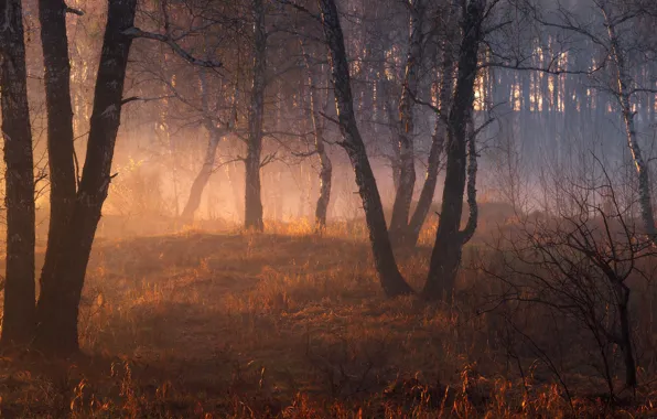 Autumn, forest, light, fog, trunk, birch