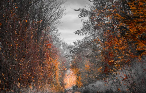 FOREST, TRAIL, AUTUMN