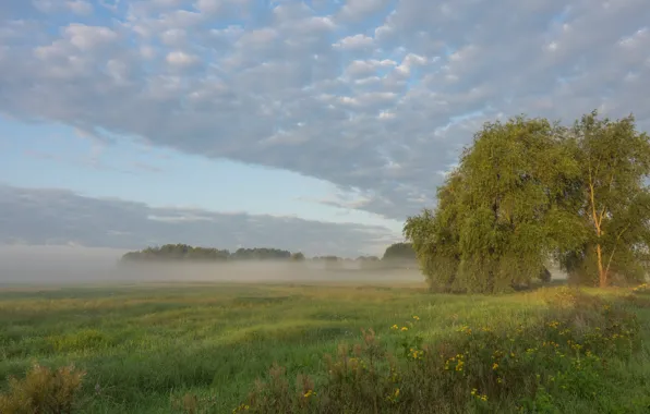 Picture field, summer, fog
