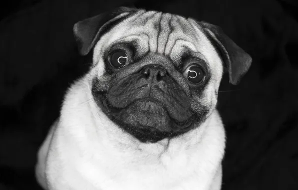 Picture eyes, pug, doggie