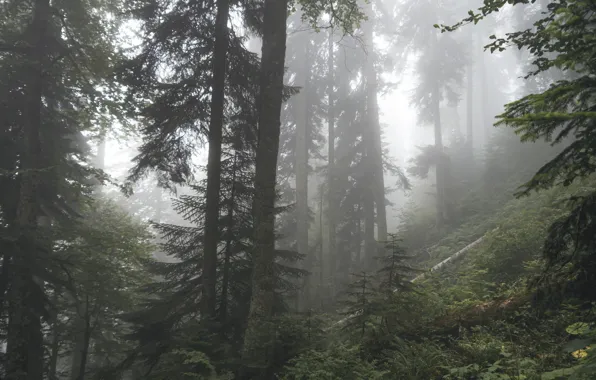 Forest, trees, nature, fog, Russia, The Caucasus