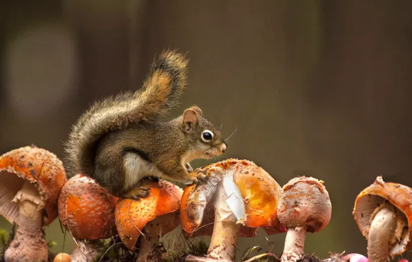 Picture nature, mushrooms, protein, Amanita, animal, rodent