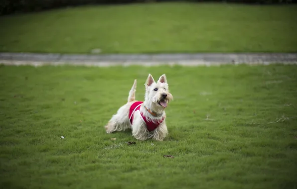 Picture grass, each, dog, grass, lawn, dog, dog, Terrier