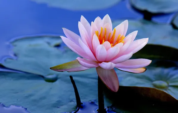 Picture leaves, water, Lily, Water Lily