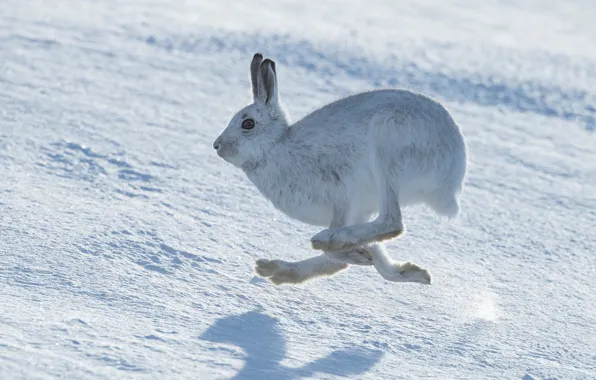 Winter, snow, pose, jump, hare, paws, running, profile