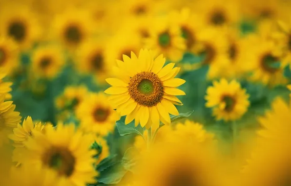 Picture sunflowers, Flowers, blur