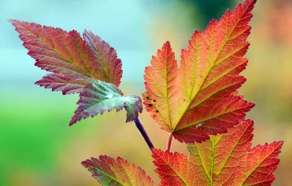Autumn, leaves, nature