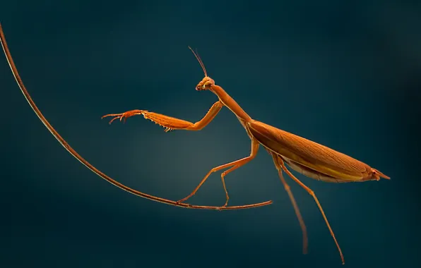 Picture nature, background, mantis