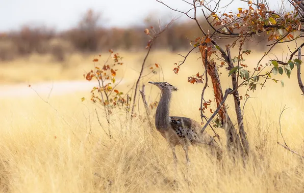 Nature, bird, Africa