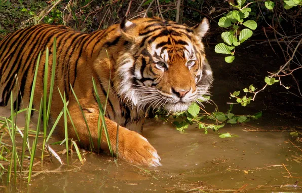Tiger, bathing, pond, immersion in water