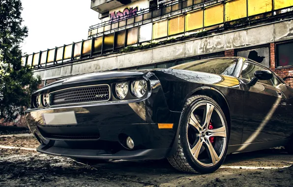 Picture car, auto, tuning, Dodge, Challenger, Dodge, muscle car