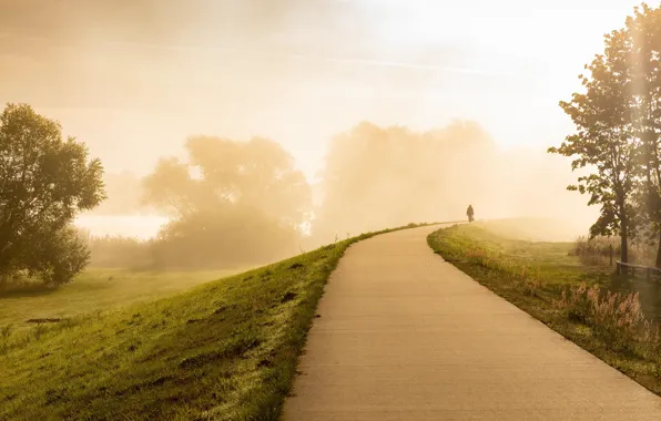 Road, autumn, the sky, grass, light, trees, nature, fog