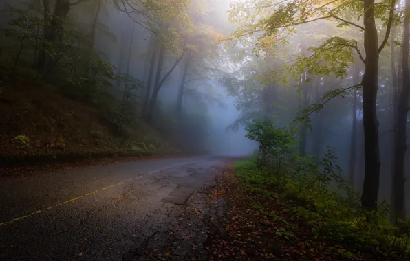 Autumn, Yellow, Road, Fog, Forest