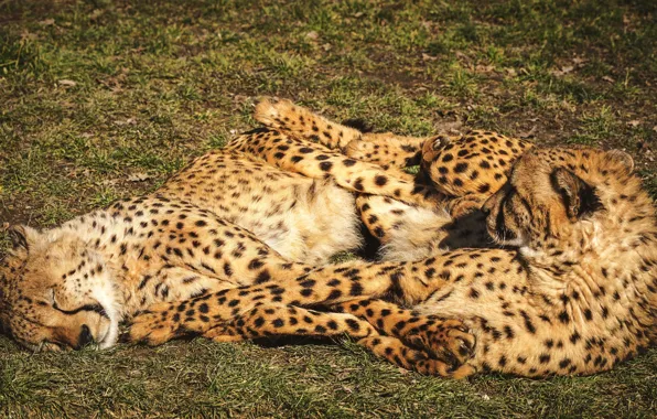 Grass, pose, comfort, pair, Cheetah, wild cats, two, lie