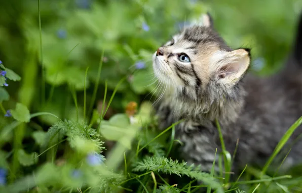 Grass, look, kitty, baby, muzzle