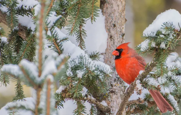 Snow, branches, tree, bird, Red cardinal