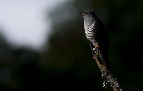 Picture nature, bird, cuckoo