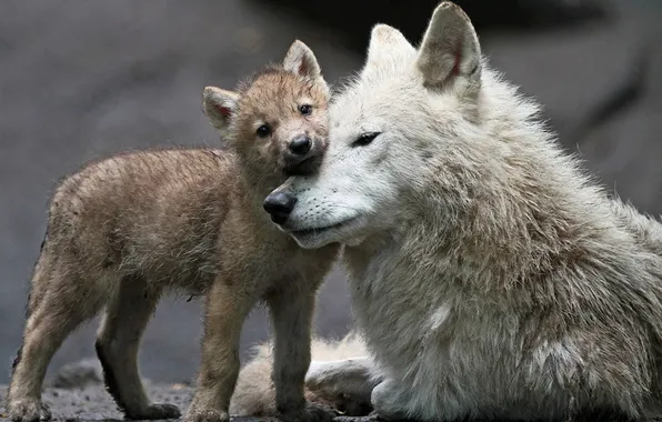 Picture nature, snow, predator, face, animal, wolf, wildlife, portrait