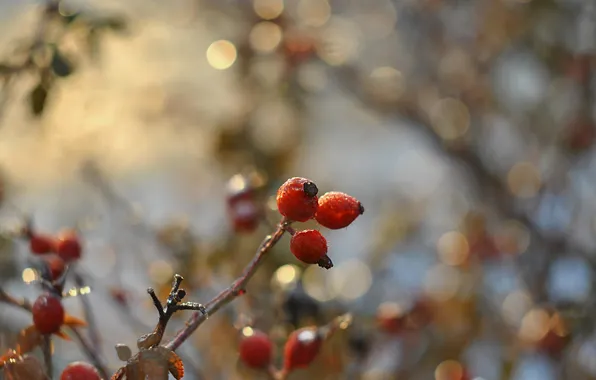 Ice, briar, late autumn