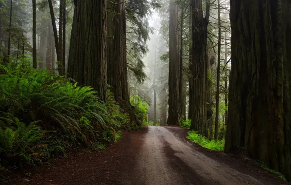Road, forest, nature, ferns, after the rain, USA, Sequoia