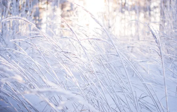 Winter, forest, grass, light, snow, trees, nature, beauty