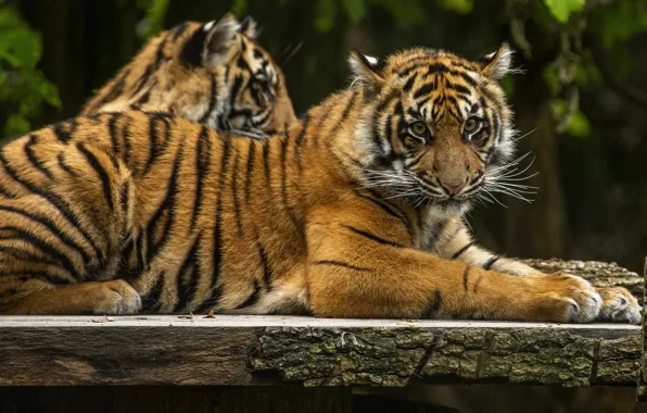 Pair, tigers, the cubs, two, tiger, lie