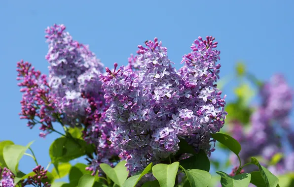 The sky, flowers, branches, spring, flowering, lilac, inflorescence, blooming lilacs