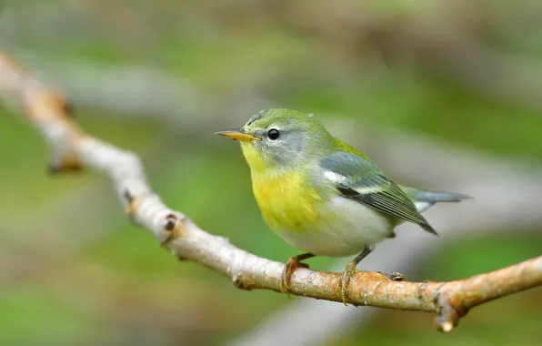 Branches, bird, bird