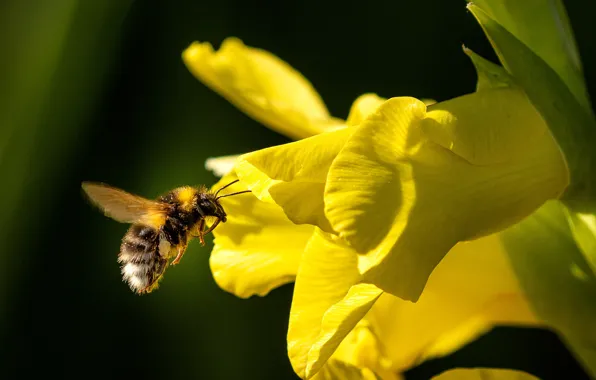 Picture the sun, flowers, yellow, bumblebee, bokeh