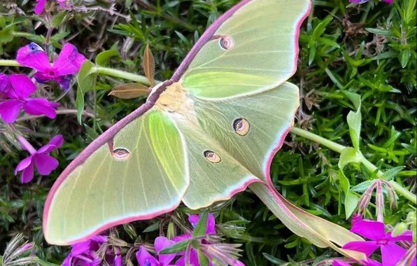 Flower, macro, wings, Butterfly, beautiful, closeup